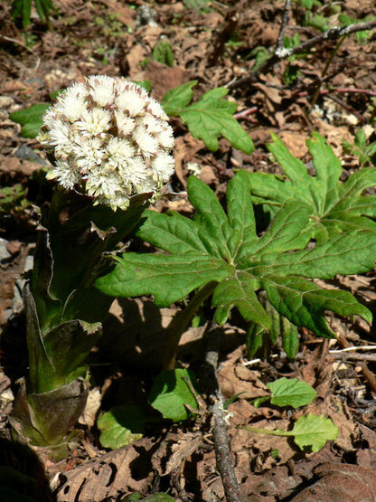 Arctic Sweet Coltsfoot Petasites Frigidus Herb Seeds Sun, Shade, Moist White Pink Flower heirloom non-gmo organic garden seeds