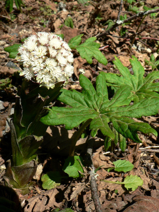 Arctic Sweet Coltsfoot Petasites Frigidus Herb Seeds Sun, Shade, Moist White Pink Flower heirloom non-gmo organic garden seeds