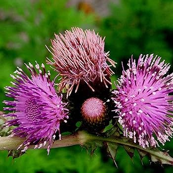 Great Burdock (Arctium lappa) Edible Burdock Herb Flower Seeds