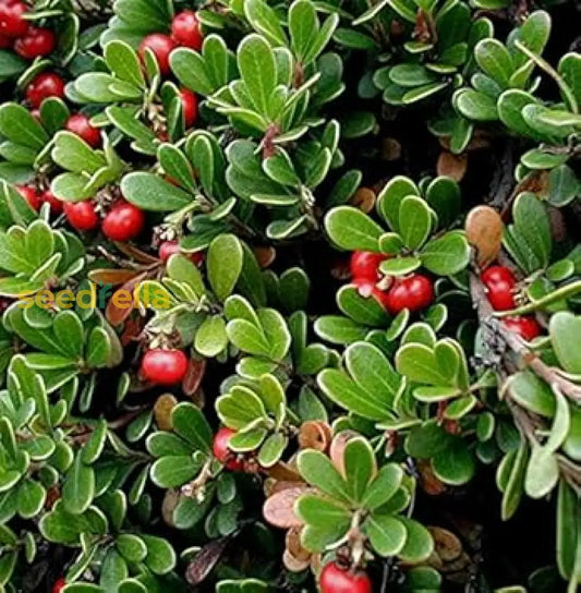Arctostaphylos Manzanita Tree Seeds For Easy Planting heirloom non-gmo organic garden seeds