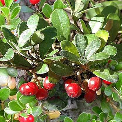 Bearberry (Arctostaphylos uva-ursi) Kinnikinnick Pinemat Manzanita Flower Seeds – Hardy Groundcover with Evergreen Foliage and Berries