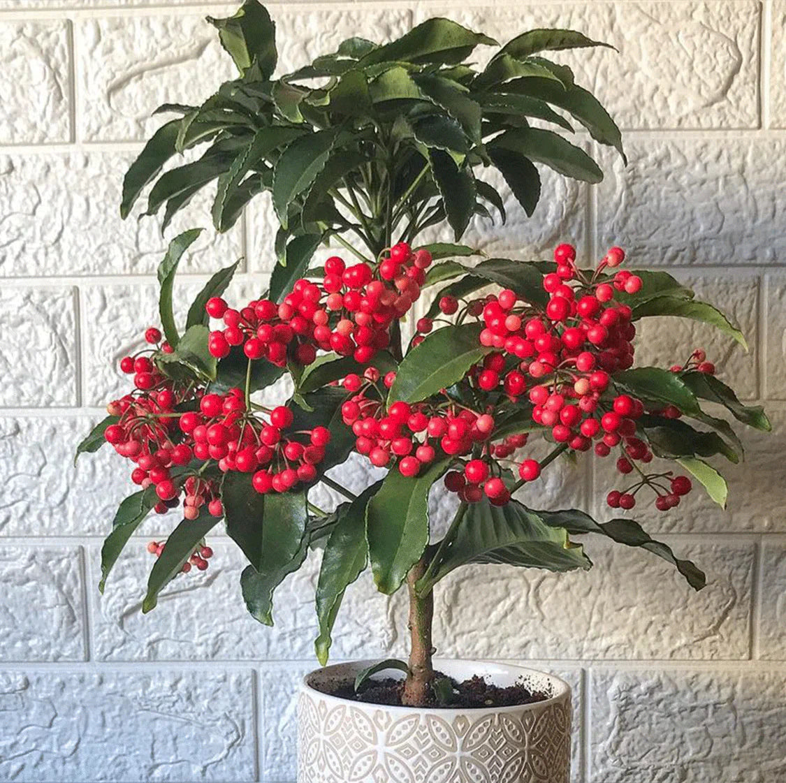 Pflanzen Sie Ardisia Crenata Samen für bunte Beeren