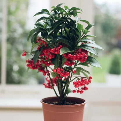 Plant Ardisia Crenata Seeds For Colorful Berries heirloom non-gmo organic garden seeds