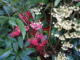 Pflanzen Sie Ardisia Crenata Samen für bunte Beeren
