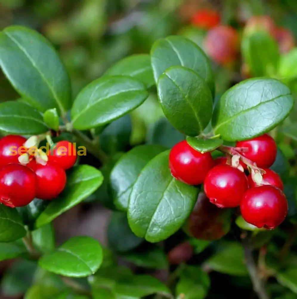 Arenado Rojo Fruit Seeds Planting Guide heirloom non-gmo organic garden seeds