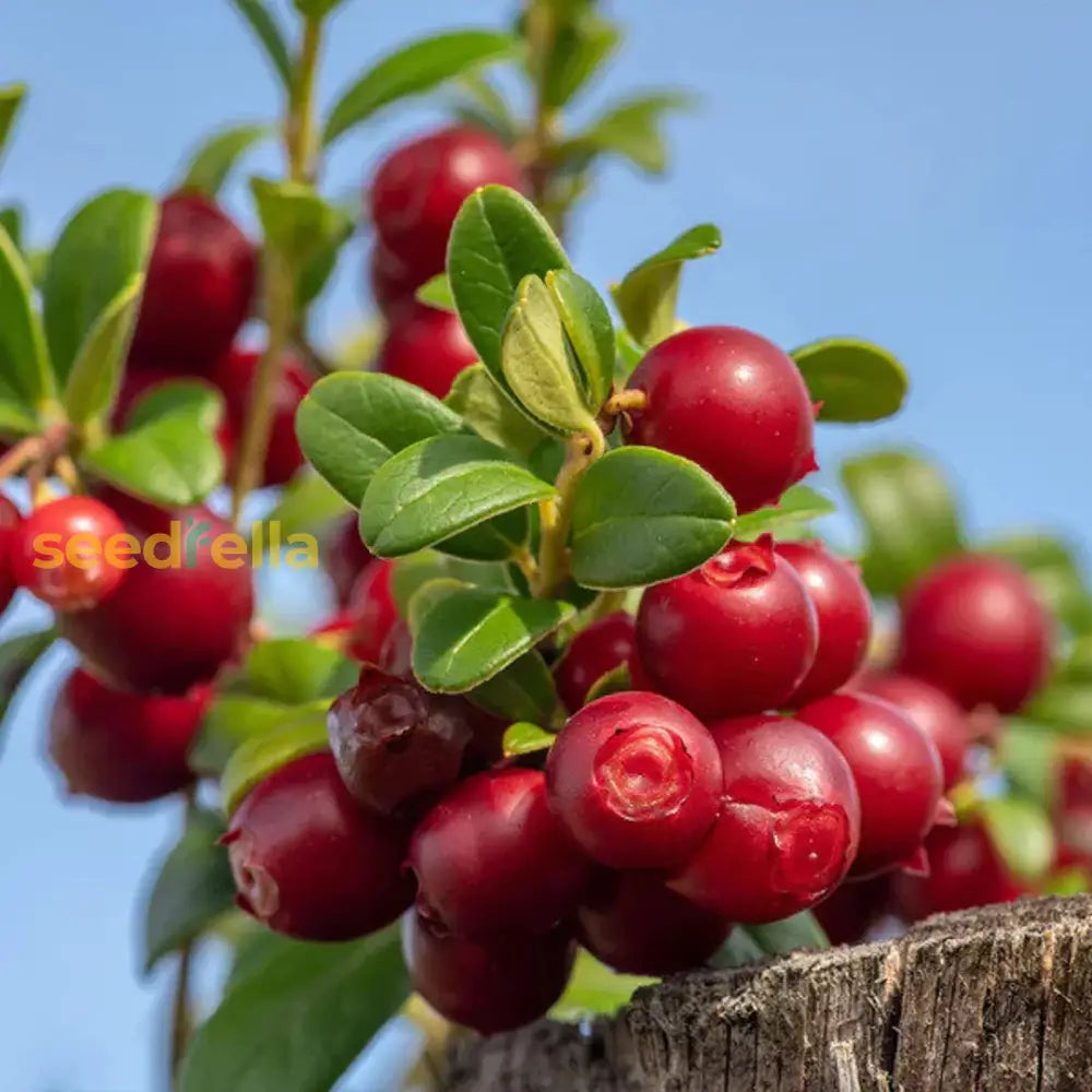 Arenado Rojo Fruit Seeds Planting Guide