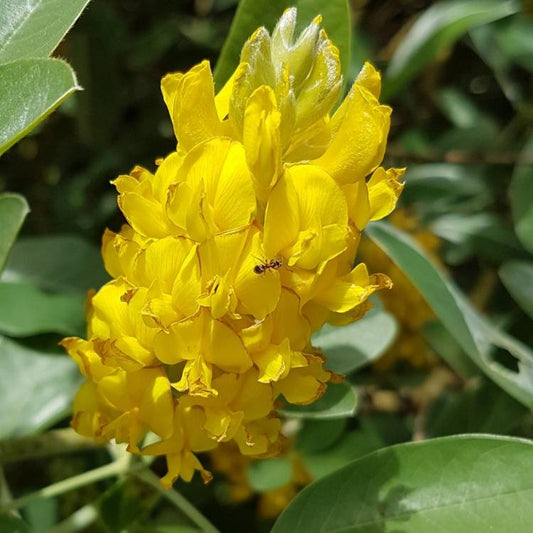 Argyrocytisus Flower seeds for Planting Compact Growth Heirloom & GMO Free Seeds for Home Garden 
 
 Sale for planting in home garden