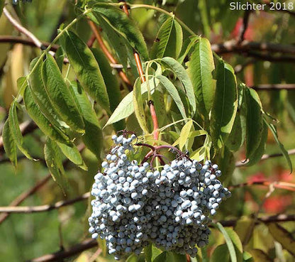 Blue Elderberry (Sambucus cerulea) – Arizona Blue Elder Tree Shrub – Fruit Berry Seeds