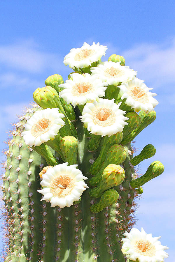 planting seeds in arizona Arizona Flower Seeds – Desert Beauty Collection for Planting – Pure Asia Seeds