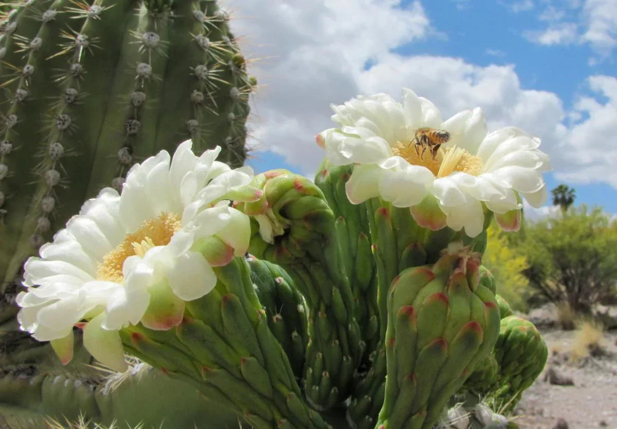 Arizona Flower Seedlings Emerging in Sandy Soil