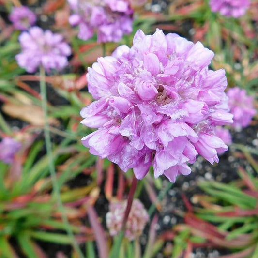 Ballerina Lilac Armeria Pseudarmeria Flower Seeds