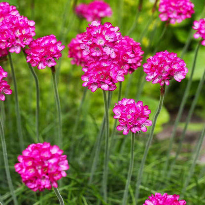 Armeria Maritima Flower  Seeds