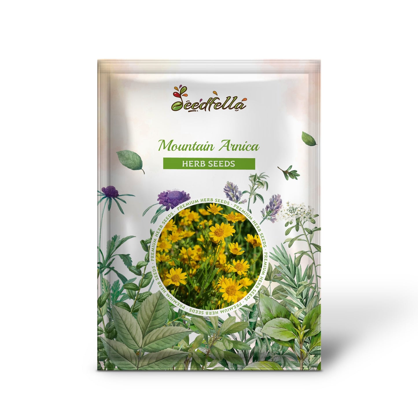 Mountain Arnica (Arnica montana) Wolf's Bane Yellow Flower Herb Seeds