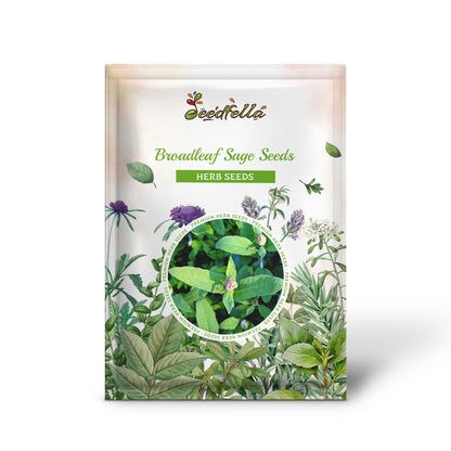 Broadleaf Sage Seeds (Salvia officinalis)