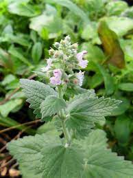 Heirloom Catnip (Nepeta cataria) Herb Flower Seeds