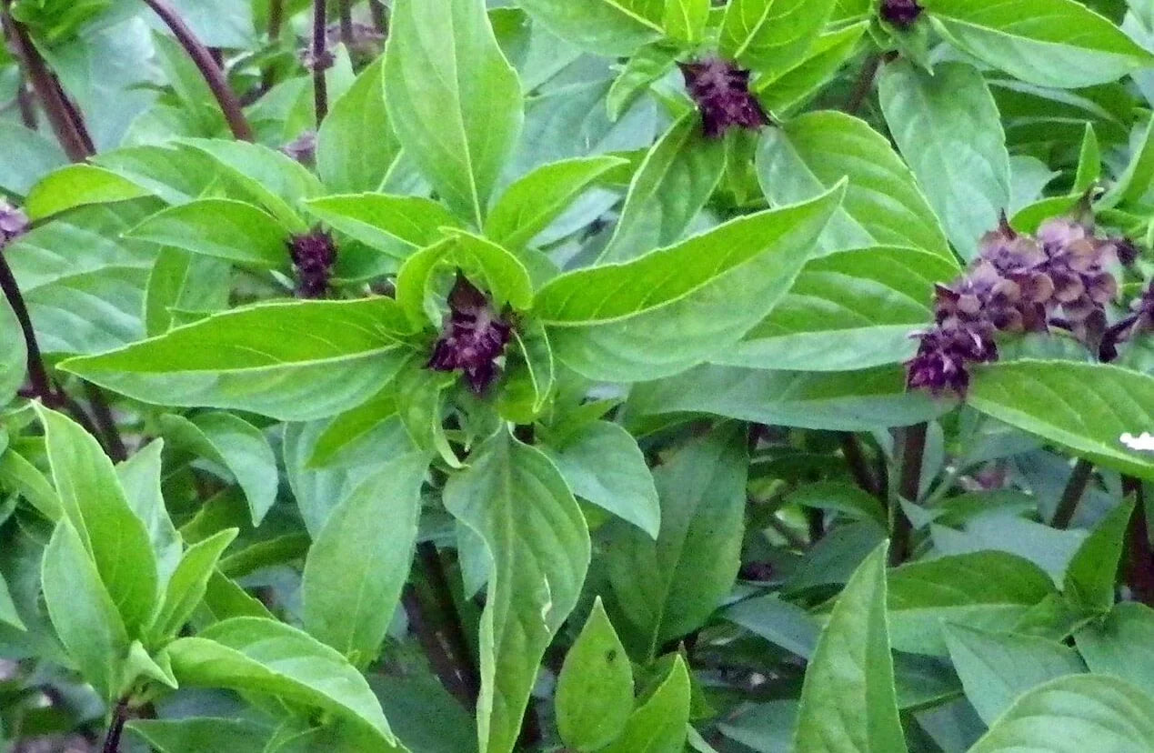Cinnamon Basil Seeds for Planting Aromatic Herbs