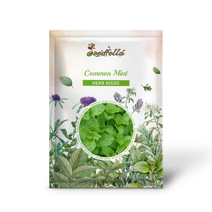 Common Mint (Mentha spicata) Seeds