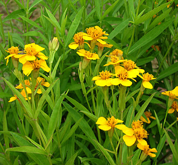 Aromatic Estragon Flower Seeds For Easy Planting heirloom non-gmo organic garden seeds