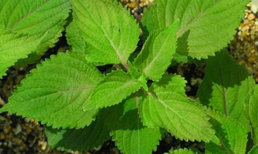 Shiso Seeds - Green (Perilla frutescens var. crispa)