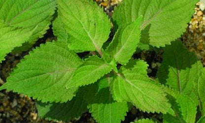 Shiso Seeds - Green (Perilla frutescens var. crispa)