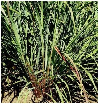 West Indian Lemongrass Seeds (Cymbopogon citratus) – Edible