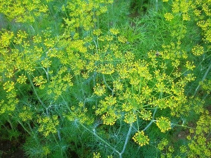 Dill Seeds - Mammoth (Anethum graveolens)
