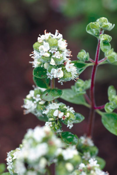 Sweet Marjoram (Origanum majorana) Herb Flower Seeds