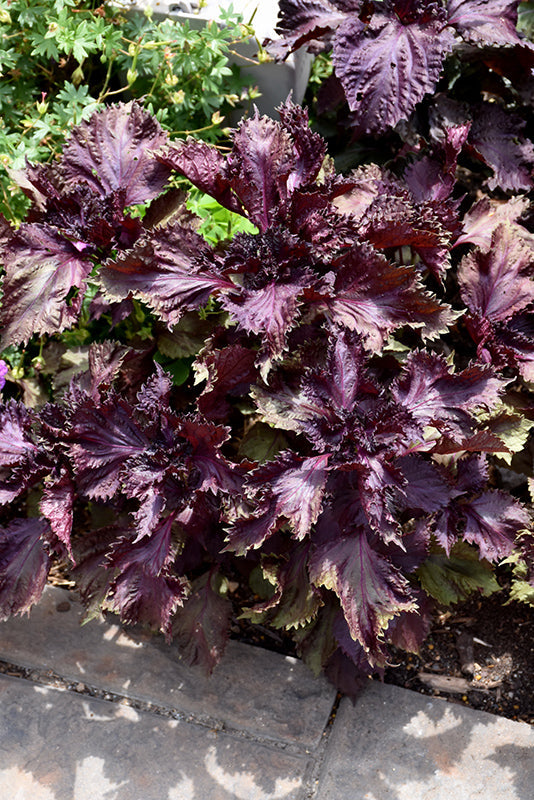 Shiso Seeds - Red (Perilla frutescens var. purpurea)