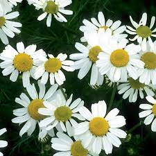 German Chamomile (Matricaria recutita) Herb Flower Seeds