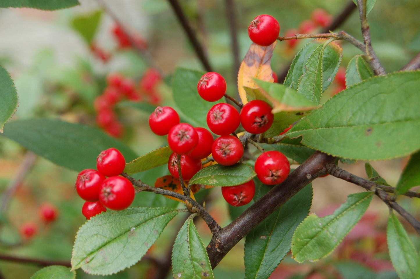 Red Chokeberry (Aronia arbutifolia) Shrub Seeds – White Flowering & Fruit Bearing