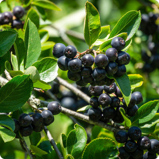 Aronia Berry Seeds Aronia Melanocarpa Black Chokeberry heirloom non-gmo organic garden seeds