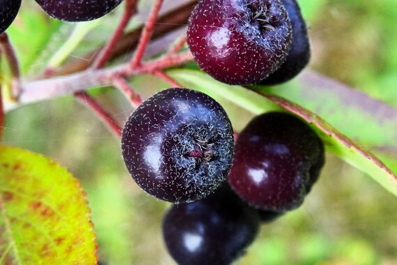 Purple Chokeberry (Aronia prunifolia) Fruit Shrub Seeds with White Flowers