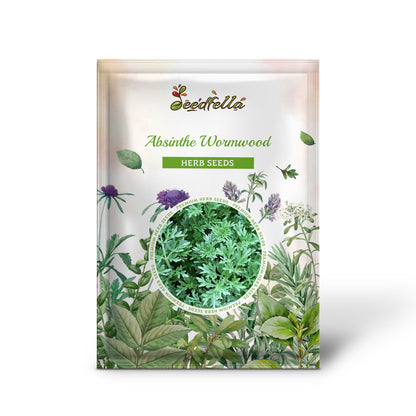 Absinthe Wormwood (Artemisia Absinthium) Green Ginger Herb Flower Seeds