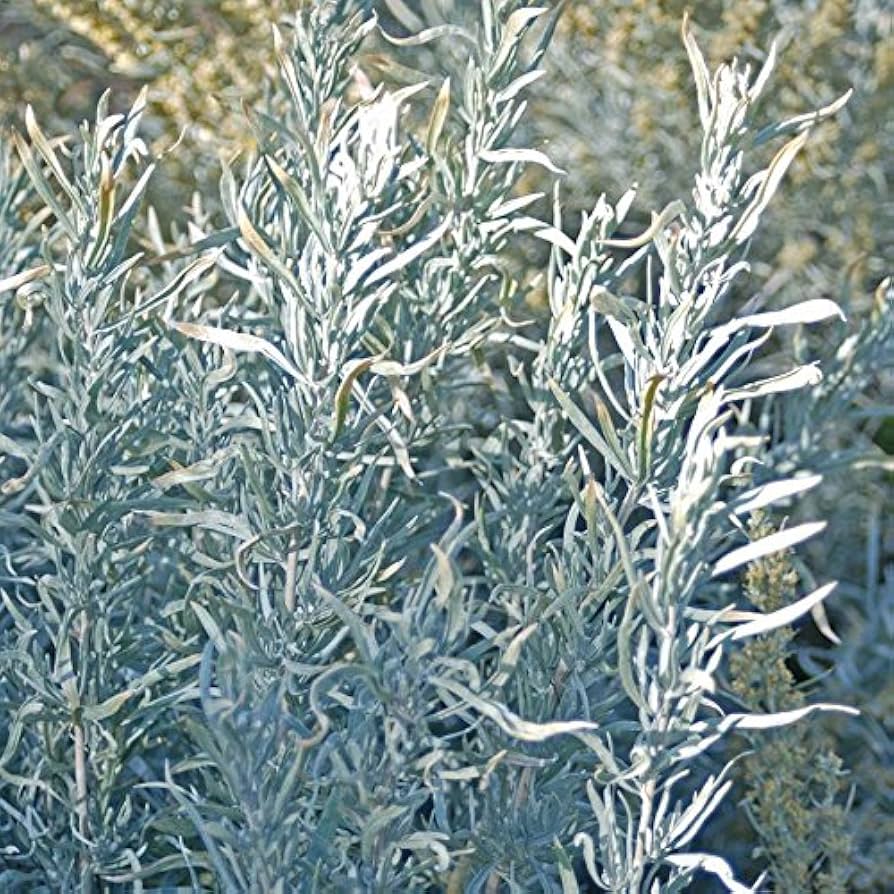 Silver Sagebrush (Artemisia cana) Dwarf Sagebrush Silver Wormwood Herb Flower Seeds