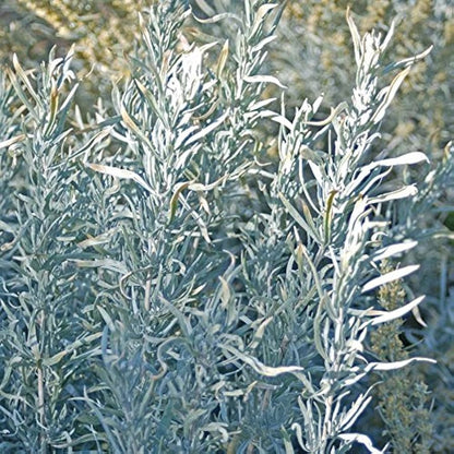 Silver Sagebrush (Artemisia cana) Dwarf Sagebrush Silver Wormwood Herb Flower Seeds
