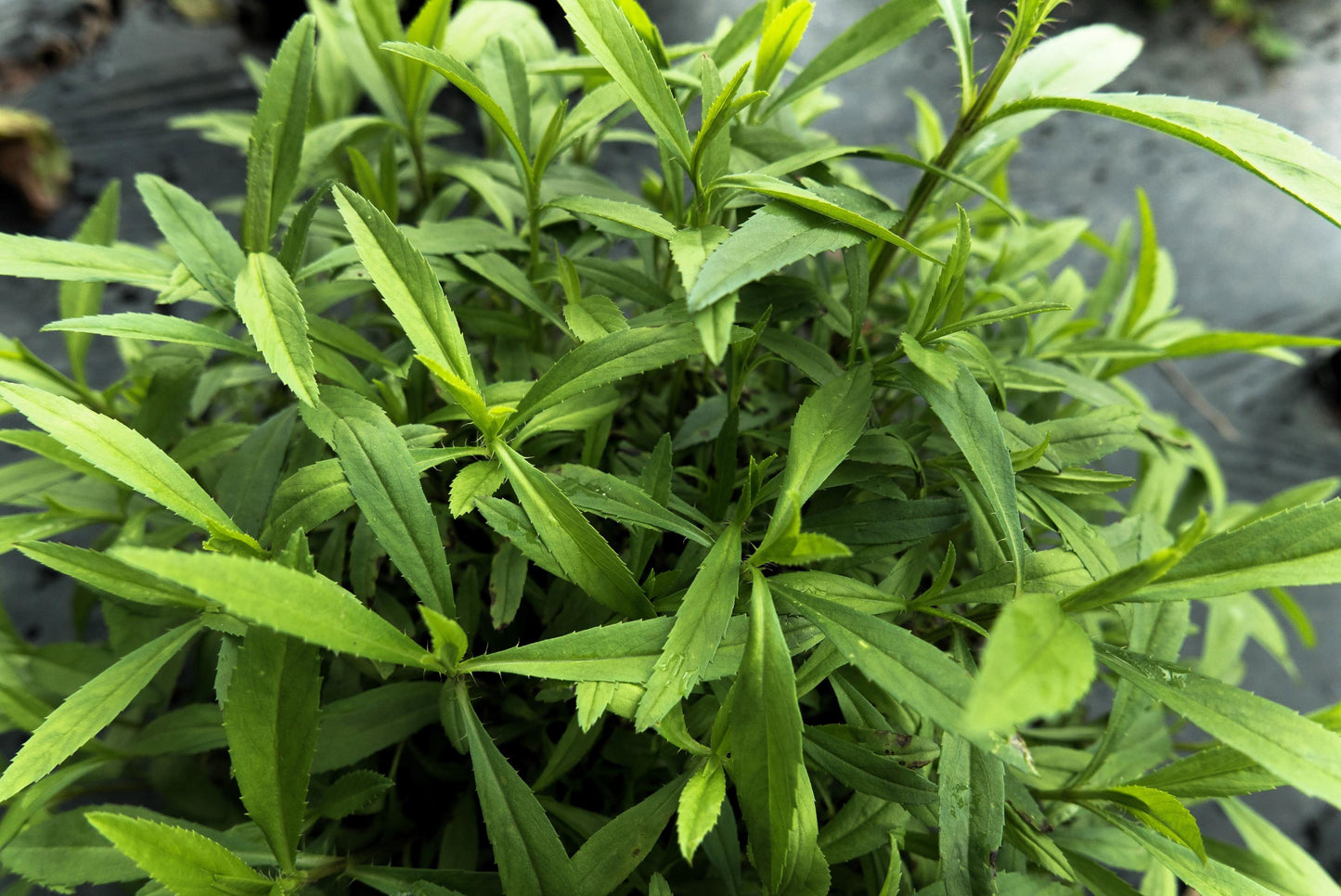 Tarragon (Artemisia dracunculus) - 100 Kitchen / Common / Dragon's Wort Herb Seeds