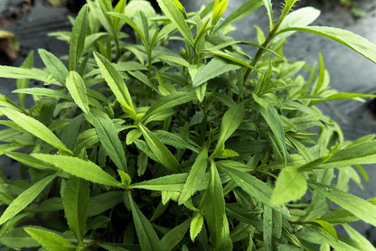 Tarragon (Artemisia dracunculus) - 100 Kitchen / Common / Dragon's Wort Herb Seeds