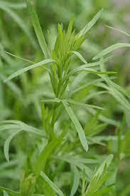 Tarragon Seeds - Russian (Artemisia dracunculus)