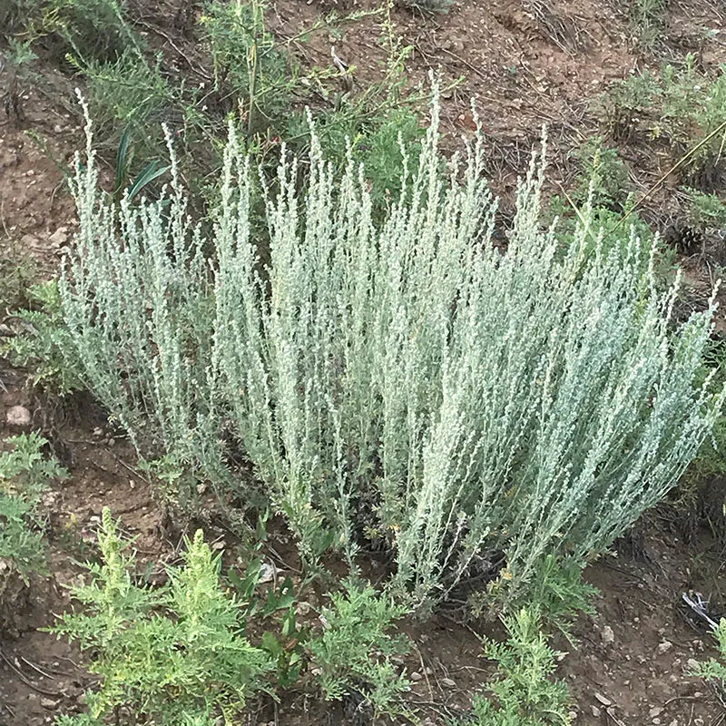 Fringed Sagebrush Herb Seeds