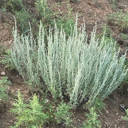 Fringed Sagebrush Herb Seeds