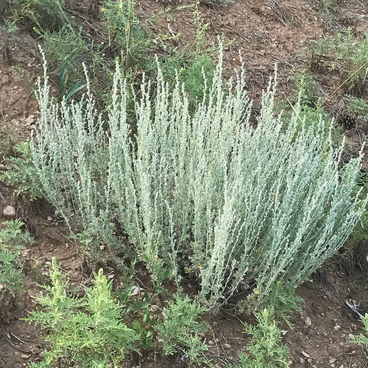 Fringed Sagebrush Herb Seeds