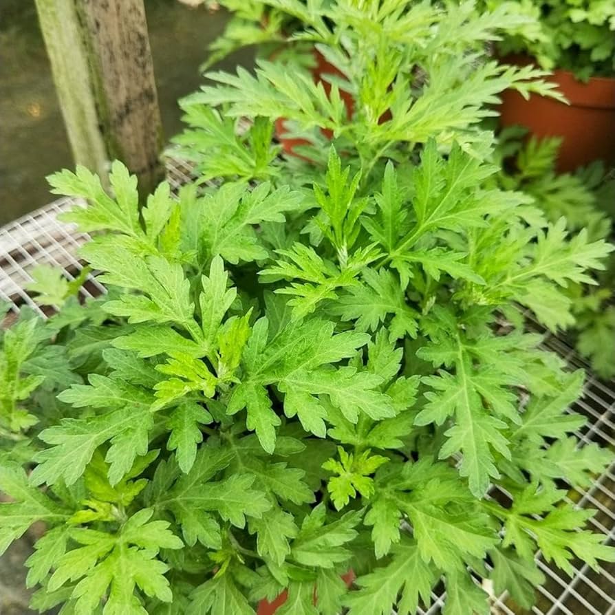 Japanese Mugwort (Artemisia princeps) - 1000 Pcs Korean Wormwood Yomagi Herb Yellow Flower Seeds