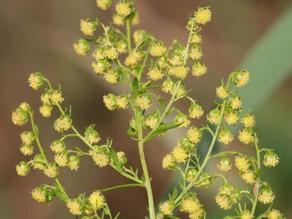 Sweet Wormwood (Artemisia Annua) Sweet Annie Mugwort Sagewort Fragrant Herb Seeds