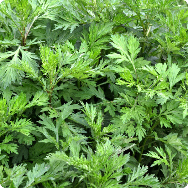 Artemisia Seeds Mugwort Artemisia Vulgaris heirloom non-gmo organic garden seeds