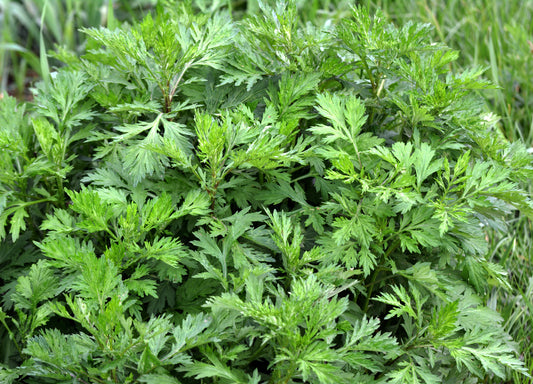 Common Mugwort Artemisia Vulgaris Wild Wormwood Herb Yellow Red Flower Seeds heirloom non-gmo organic garden seeds