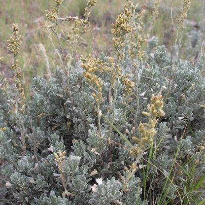Semi di Arbusto Salvia Nera