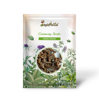 plant caraway seeds Caraway Seeds Arterner Carum Carvi Organic Garden Seeds – Pure Asia Seeds