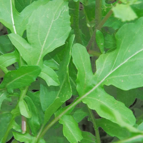 Roquette Arugula Eruca Vesicaria Sativa Herb And Vegetable Seeds – Rocket, Rucola, Rugula heirloom non-gmo organic garden seeds