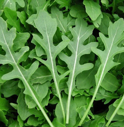 Roquette Arugula (Eruca vesicaria sativa) Herb and Vegetable Seeds – Rocket, Rucola, Rugula