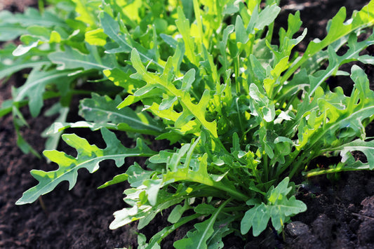 Arugula Eruca Vesicaria Sativa Greens Vegetable Seeds heirloom non-gmo organic garden seeds